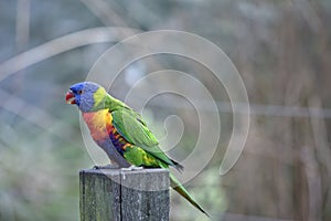 This is a side view of a rainbow lorikeet