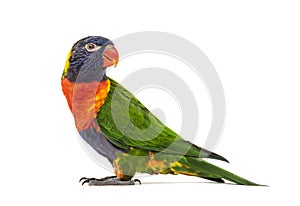 Side view of a Rainbow Lorikeet, Trichoglossus moluccanus