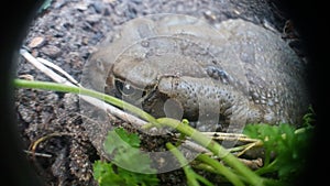 Side view of a rangers toad in a flower pot