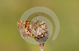 The side view of a rare Duke of Burgundy Butterfly, Hamearis lucina, perching on a plant.