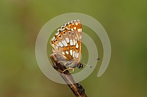 The side view of a rare Duke of Burgundy Butterfly, Hamearis lucina, perching on a twig.