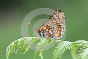 The side view of a rare Marsh Fritillary Butterfly, Euphydryas aurinia, perched on bracken. photo