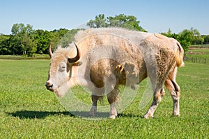 Side view of rare white buffalo