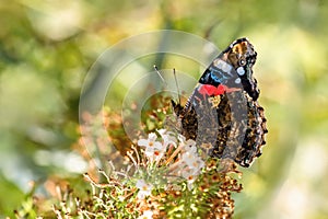 Side view of red admiral butterfly
