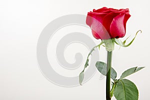 side view of red color rose isolated on white background with copy space