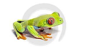 Side view of a Red-eyed tree frog, Agalychnis callidryas