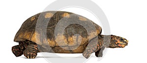 Side view of a Red-footed tortoise walking