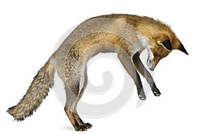 Side view of Red Fox, 1 year old