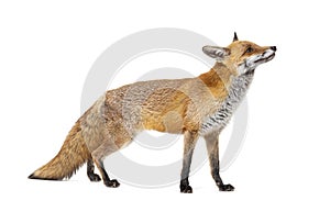 Side view of a Red fox looking up, two years old, isolated
