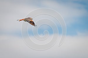 Side view of red kite bird flying