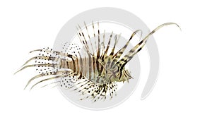 Side view of a red lionfish isolated on white