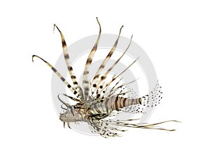 Side view of a red lionfish isolated on white