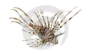 Side view of a red lionfish looking down