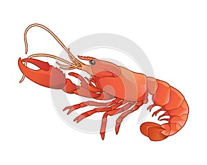 Side view red lobster realistic illustration