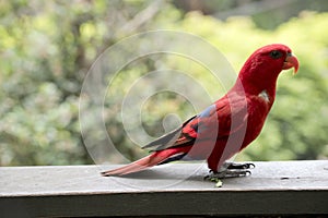 This is a side view of a red lory