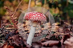 Side view of a red mushroom or toadstool growing out of brown and orange leaves. Dark color theme in autumn forest scene with a