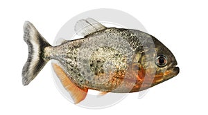 Side view of a red pirahna