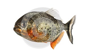 Side view of a red pirahna