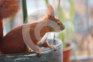 Side view of red squirrel exploring flower pots on balcony
