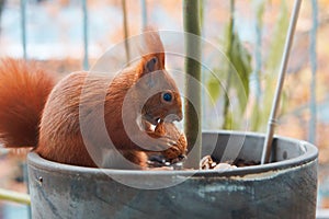 Side view of red squirrel sitting in flower pot and cracking walnut shell