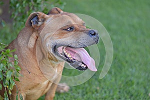 Side view of red Staffie