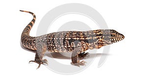 Side view of a Red tegu ,Salvator rufescens, isolated on white