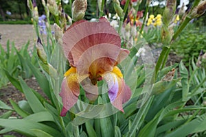 Side view of red and yellow flower of Iris germanica