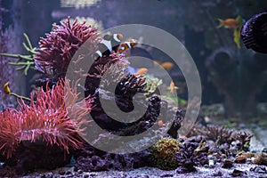Side view of reef tank aquarium with bunch of stony sps corals