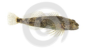 Side view Rhone streber, zingel asper, freshwater fish, isolated on white