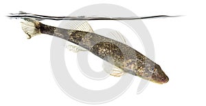 Side view Rhone streber, zingel asper, freshwater fish, isolated on white photo