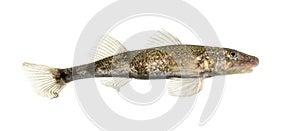 Side view Rhone streber, zingel asper, freshwater fish, isolated on white photo