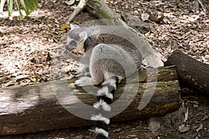 This is a side view of a ring tailed lemur