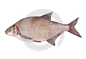 Side view of river bream fish