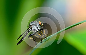 Side view of robber fly ( asilidae) hanging on green leaf