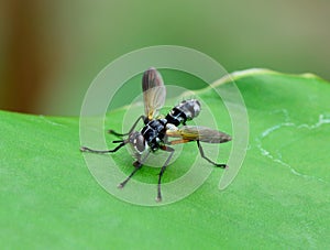 Side view of robber fly ( asilidae) standing on green leaf