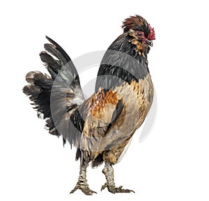 Side view of a Rooster, isolated