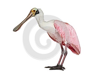 Side view of a Roseate Spoonbill bird, Platalea ajaja, Isolated on white