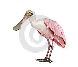 Side view of a Roseate Spoonbill, Platalea ajaja, Isolated on white