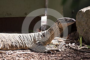 this is a side view of a rosenberg monitor lizard
