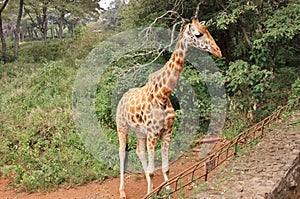 Side view of Rothschild giraffe