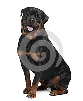 Side view of Rottweiler, sitting and panting