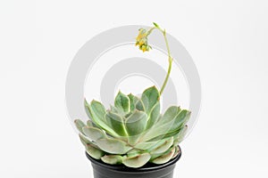 Side view of round fresh succulent plant with green leaves in a black garden pot isolated on a white background, with space for