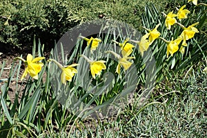 Side view of row of yellow flowers of daffodils in March