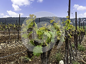 Side view of rows of vines with young green leaves