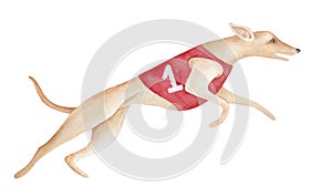 Side view of running dog wearing bright red shirt with `Number 1` label.