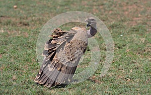 side view of ruppell\'s griffon vulture standing alert on the ground with head turned and beak open in the wild buffalo springs na