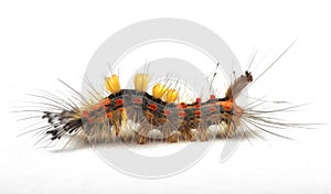 Side view of rusty tussock moth caterpillar