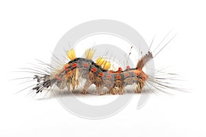 Side view of rusty tussock moth caterpillar