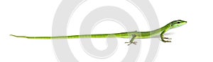 Side view of a Sakishima grass lizard with its long queue, Takydromus dorsalis, isolated on white