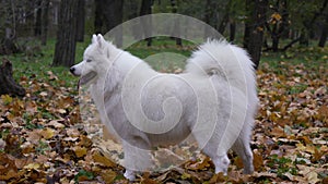 Side view of a Samoyed spitz dog standing in full growth in an autumn park. The wind moves the snowwhite long hair of